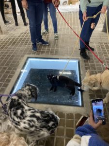Orygen participa en el Pet Market Zaragoza,  joyas con ADN de tu mascota